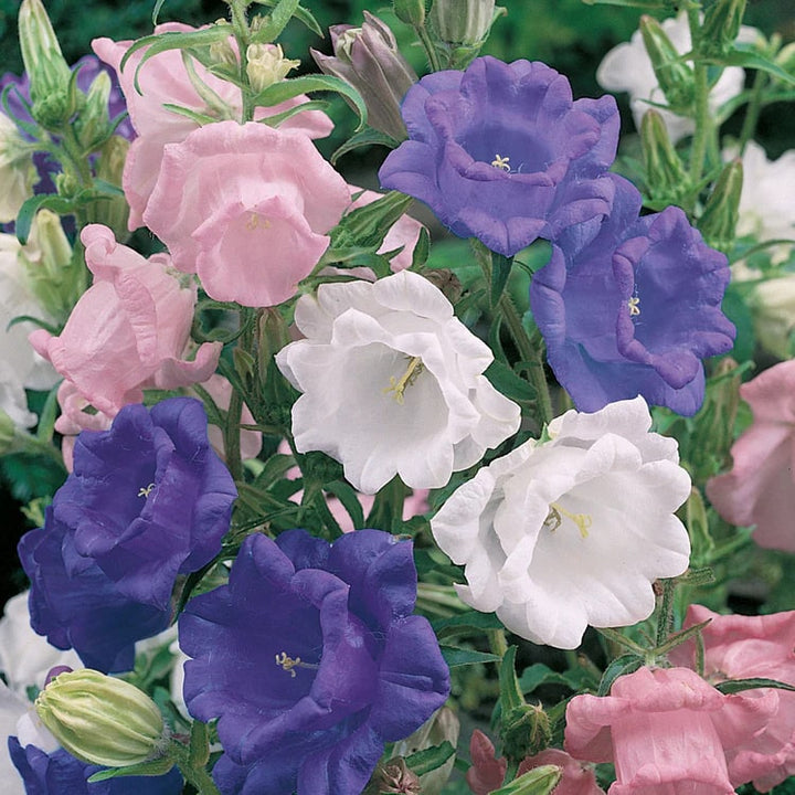 Mixed Canterbury Bells Flower seeds for Planting – Wildflower Mix, Heirloom, Non-GMO Seeds for Home Garden