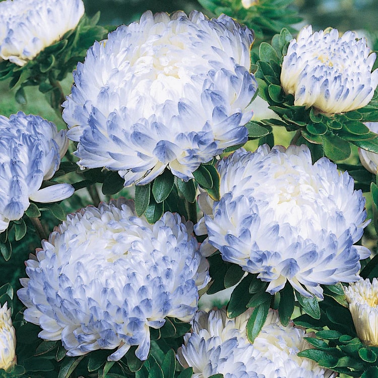 Blue White Aster Flower Seeds for Planting – Heirloom, Non-GMO, High Germination Organic Garden Seeds