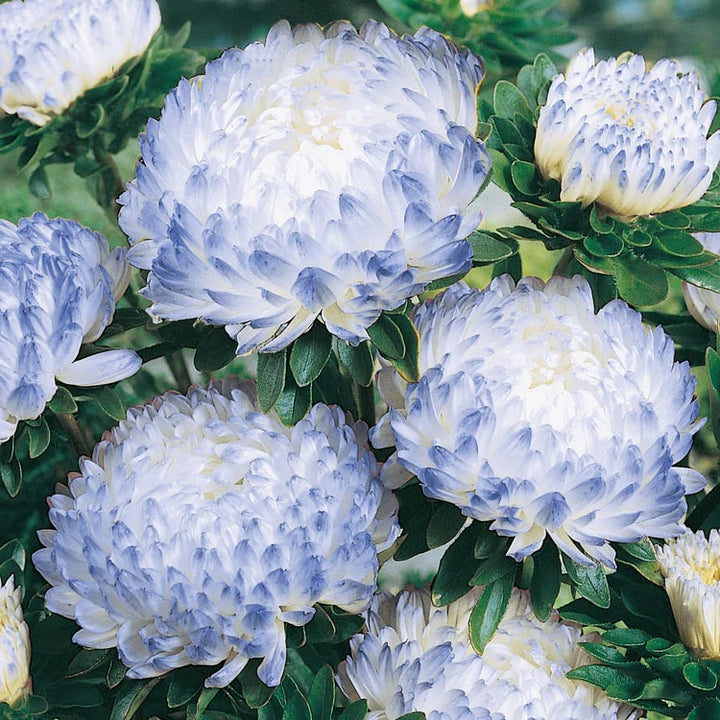 Blue White Aster Flower Seeds for Planting – Heirloom, Non-GMO, High Germination Organic Garden Seeds