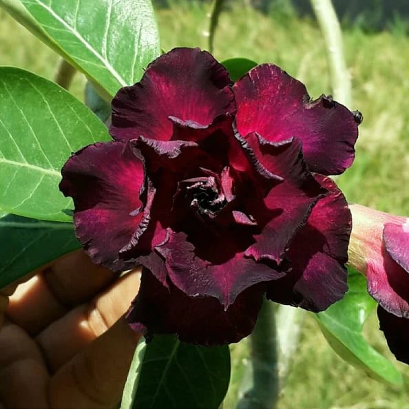 Maroon Adenium Flower Seeds for Planting | Heirloom Non-GMO High Germination Organic Garden Seeds