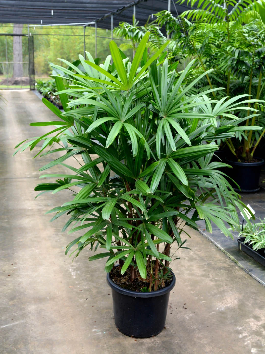 Lady Palm Green for Planting – Heirloom, Non-GMO Seeds, High Germination Organic Garden Seeds