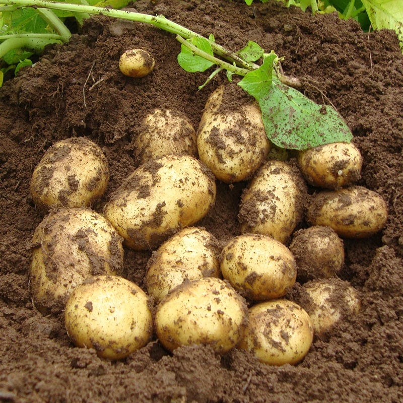 Yellow Potato Seeds for Planting – Heirloom Non-GMO Nutritious Root Vegetable Seeds with High Germination for Organic Gardens