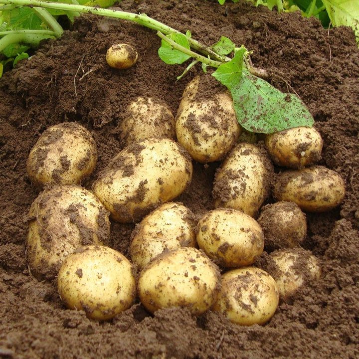 Yellow Potato Seeds for Planting – Heirloom Non-GMO Nutritious Root Vegetable Seeds with High Germination for Organic Gardens