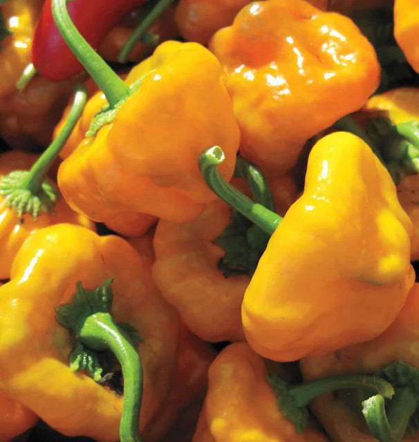 Jamaican Scotch Bonnet Pepper Seeds – Heirloom, Non-GMO, Hot Caribbean Chili – High Germination