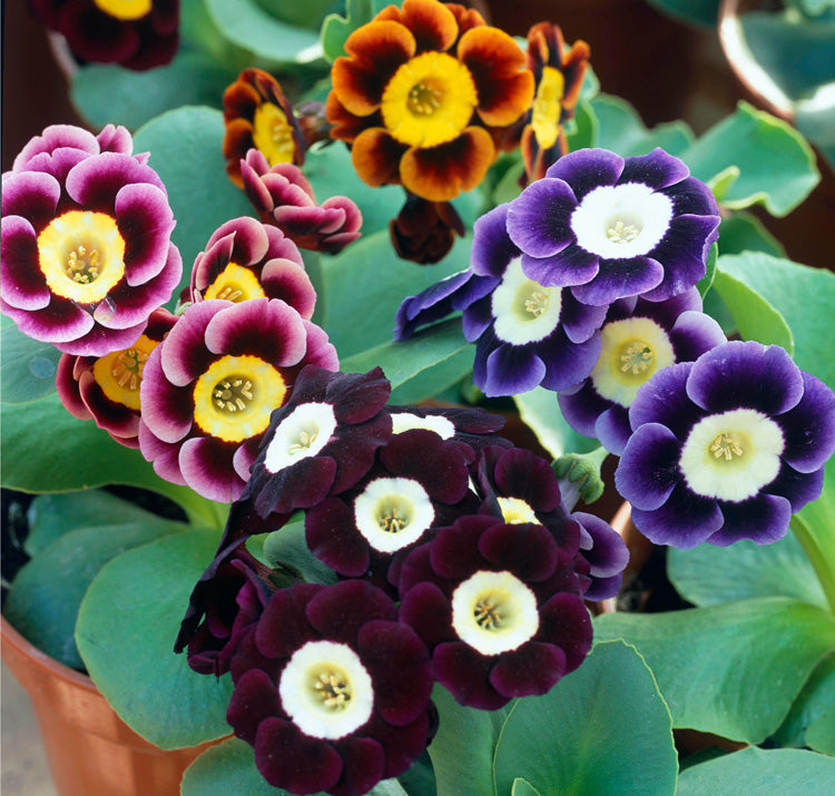 Mixed Auricula Flower Seeds for Planting – Heirloom Non-GMO, High Germination Organic Garden Seeds
