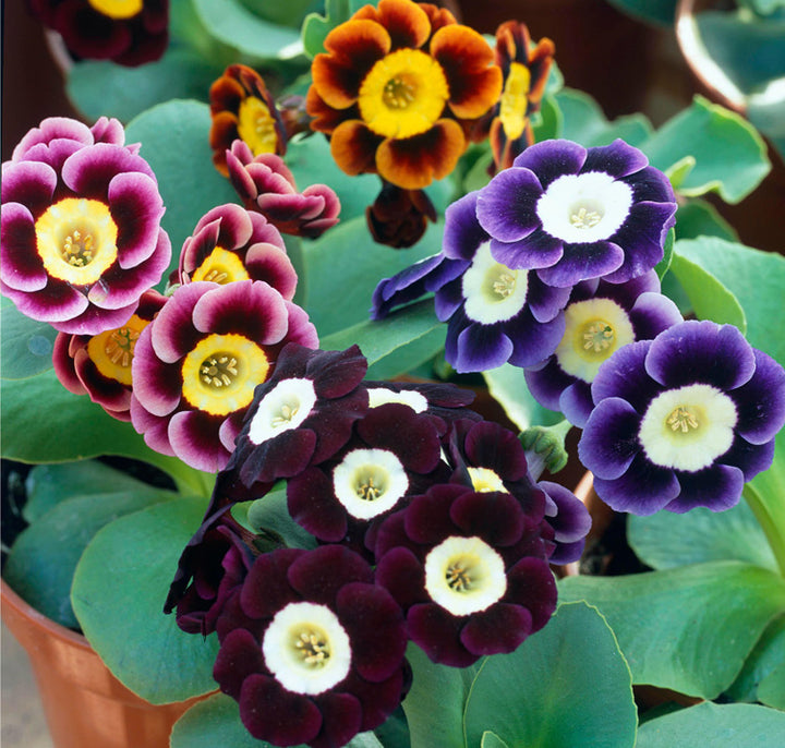 Mixed Auricula Flower Seeds for Planting – Heirloom Non-GMO, High Germination Organic Garden Seeds