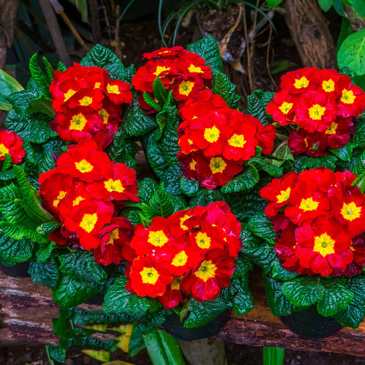 Red Primula Flower Seeds for Planting – Seasonal Bloomer, Heirloom, Non-GMO, High Germination Organic Garden Seeds