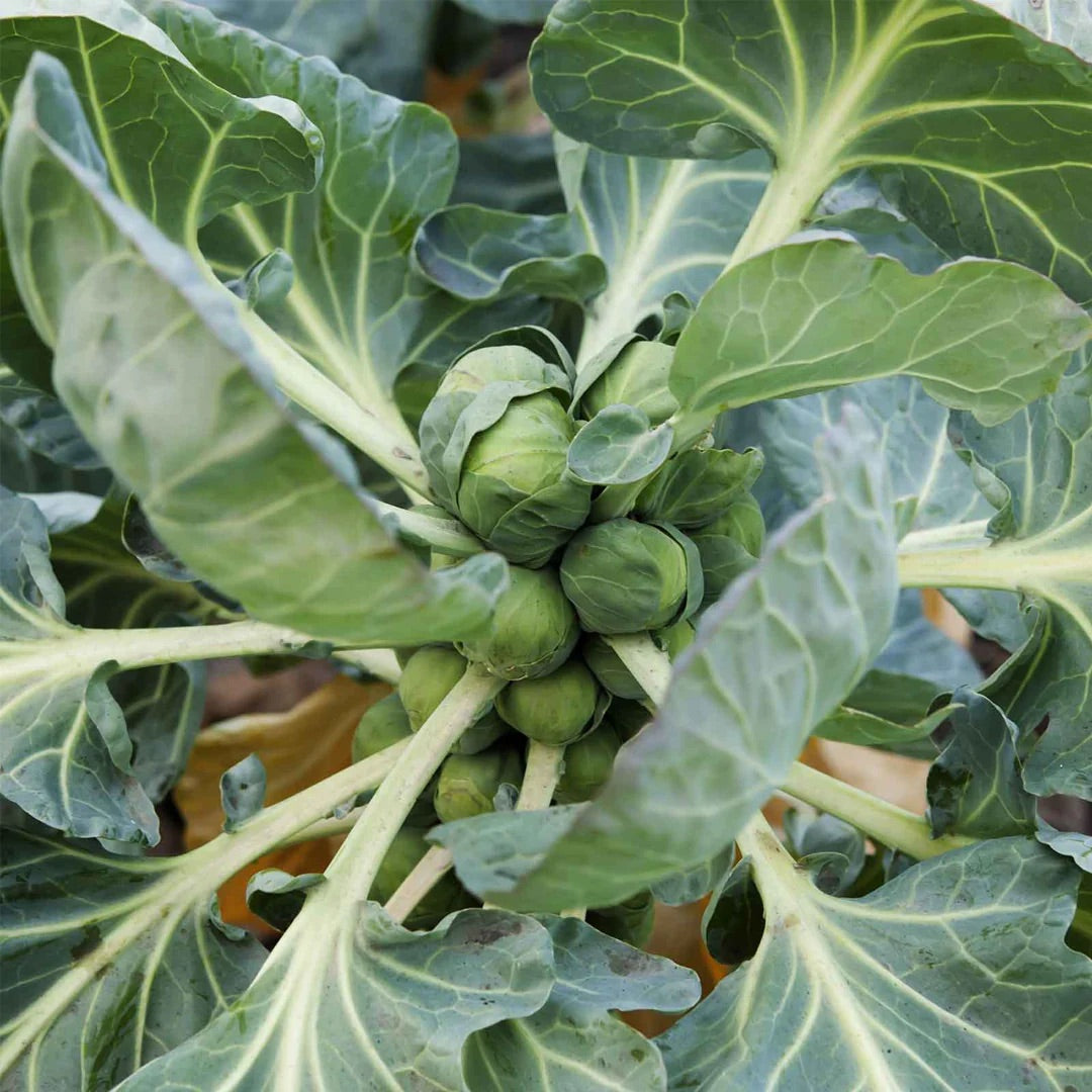 Long Island Brussels Sprouts Seeds for Planting – Heirloom, Non-GMO, Nutritious Vegetable – High Germination