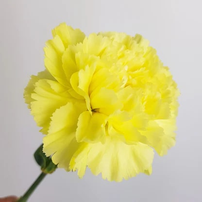 Yellow Carnation Flower Seeds for Planting – Heirloom, Non-GMO, Easy to Grow, High Germination Seeds