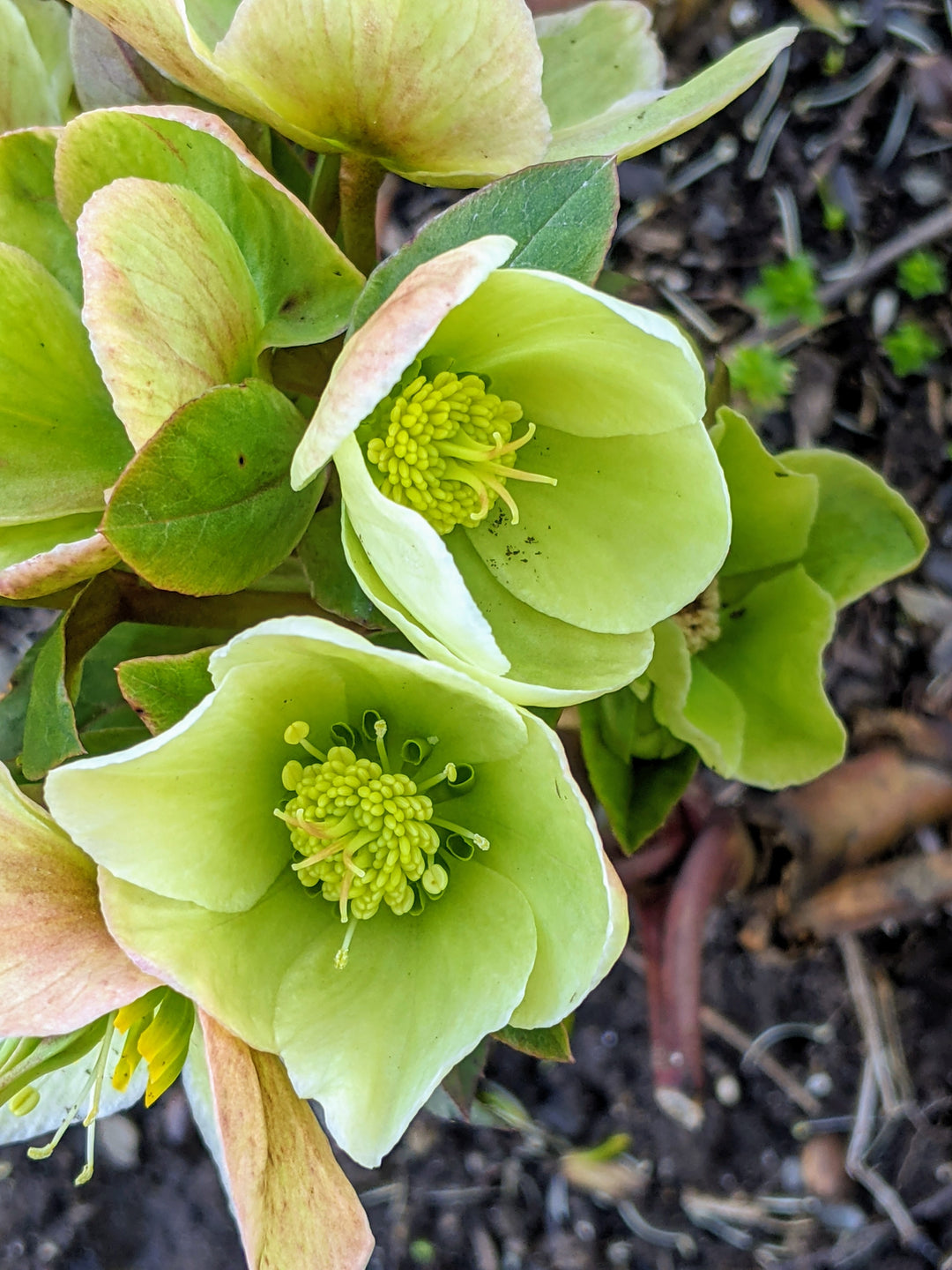 hellebore flower seeds Hellebore Light Green Non-GMO Heirloom Seeds – Earthechoseeds