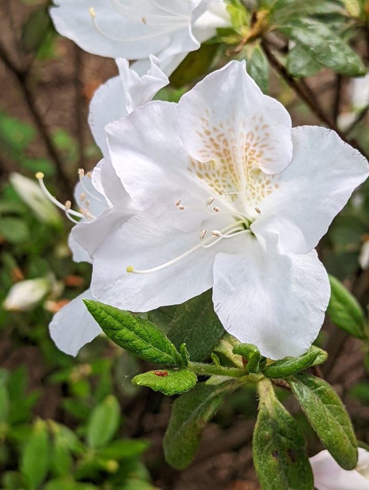 Flat White Azalea Flower Seeds for Planting – Garden Favorite, Heirloom, Non-GMO, High Germination Organic Garden Seeds