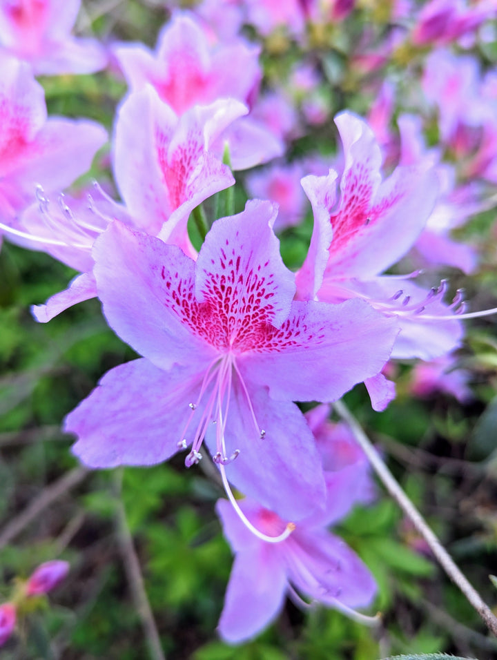 Violet White Azalea Flower Seeds for Planting – Cut Flower Favorite, Heirloom, Non-GMO, High Germination Organic Garden Seeds