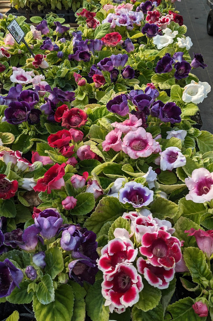 Mixed Colour Gloxinia Sinningia Flower Seeds for Planting, Heirloom Non-GMO High Germination Seeds