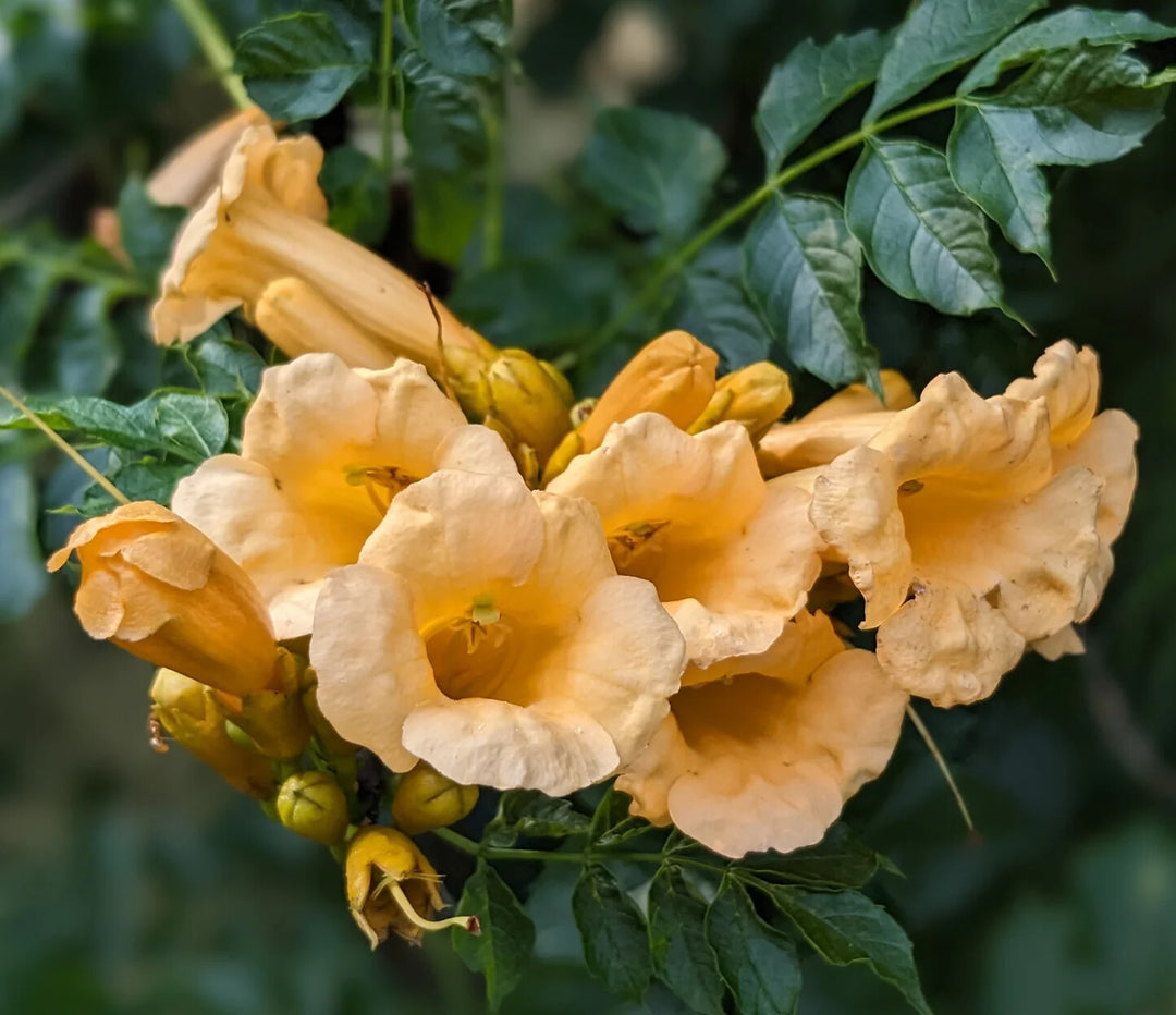Peach Clematis Flower Seeds for Planting – Heirloom Non-GMO, High Germination Organic Garden Seeds