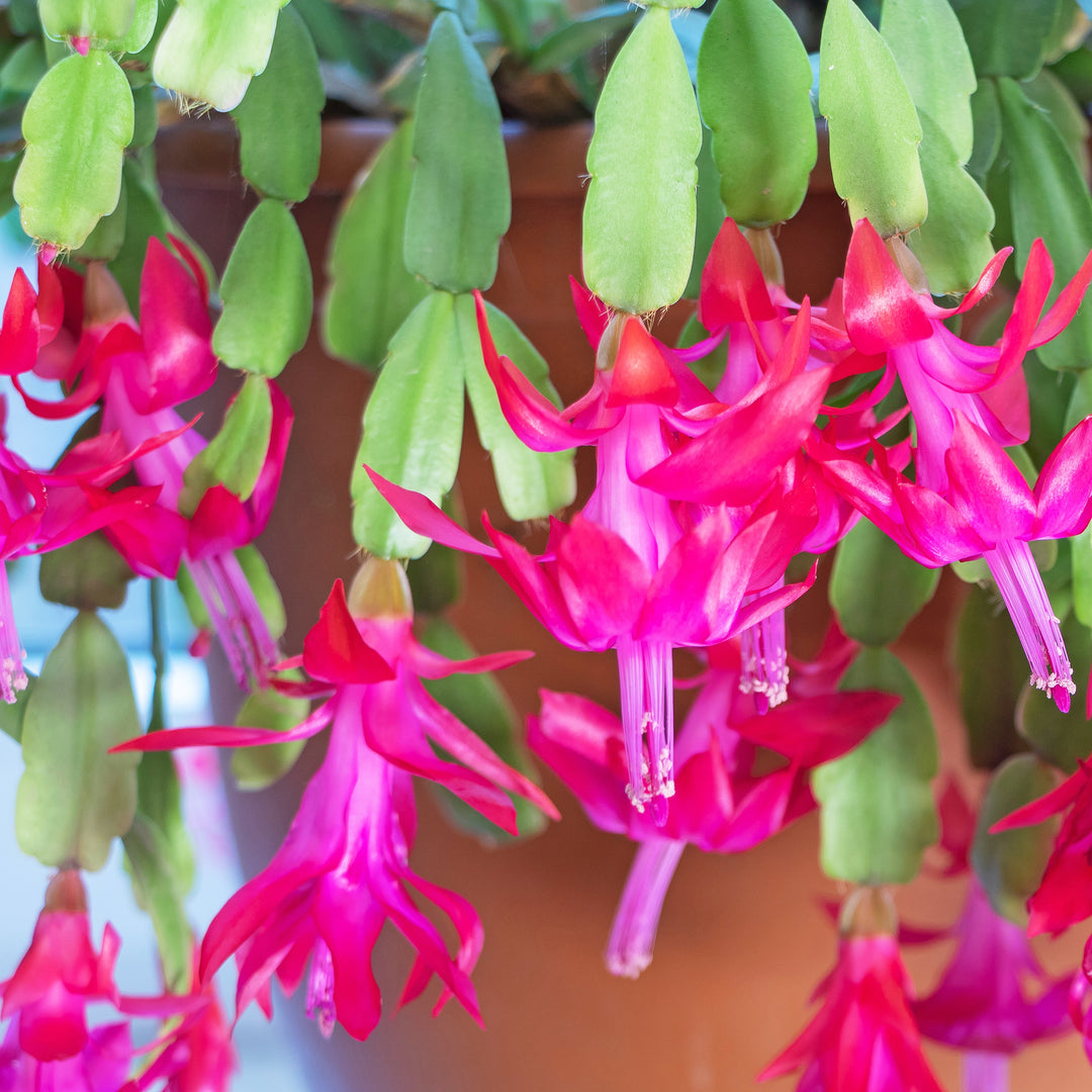 Christmas Cactus Flower Seeds for Planting – Heirloom, Non-GMO, High Germination Organic Garden Seeds