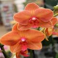 Phalaenopsis Orchid Flower Seeds for Planting – Heirloom, Non-GMO, High Germination Organic Garden Seeds