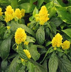 Light Yellow Pachystachys Flower Seeds for Planting – Heirloom Non-GMO, High Germination Organic Garden Seeds