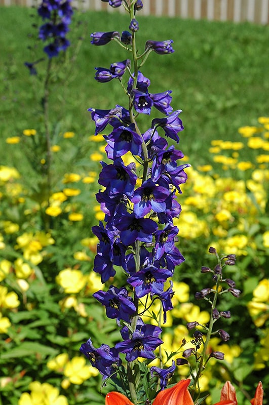 Delphinium Black Knight Flower Seeds for Planting - Premium Quality, Heirloom & GMO Free Seeds for Home Garden