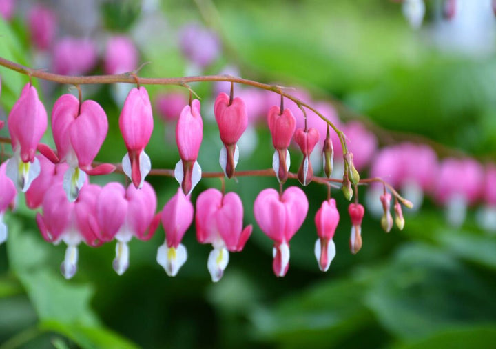 Light Pink Heart Flower Seeds for Planting – Heirloom, Non-GMO, Low Maintenance, High Germination