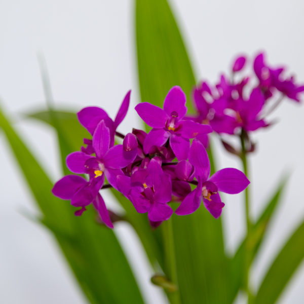 Violet Orchid Flower Seeds for Planting – Heirloom, Non-GMO, High Germination Organic Garden Seeds