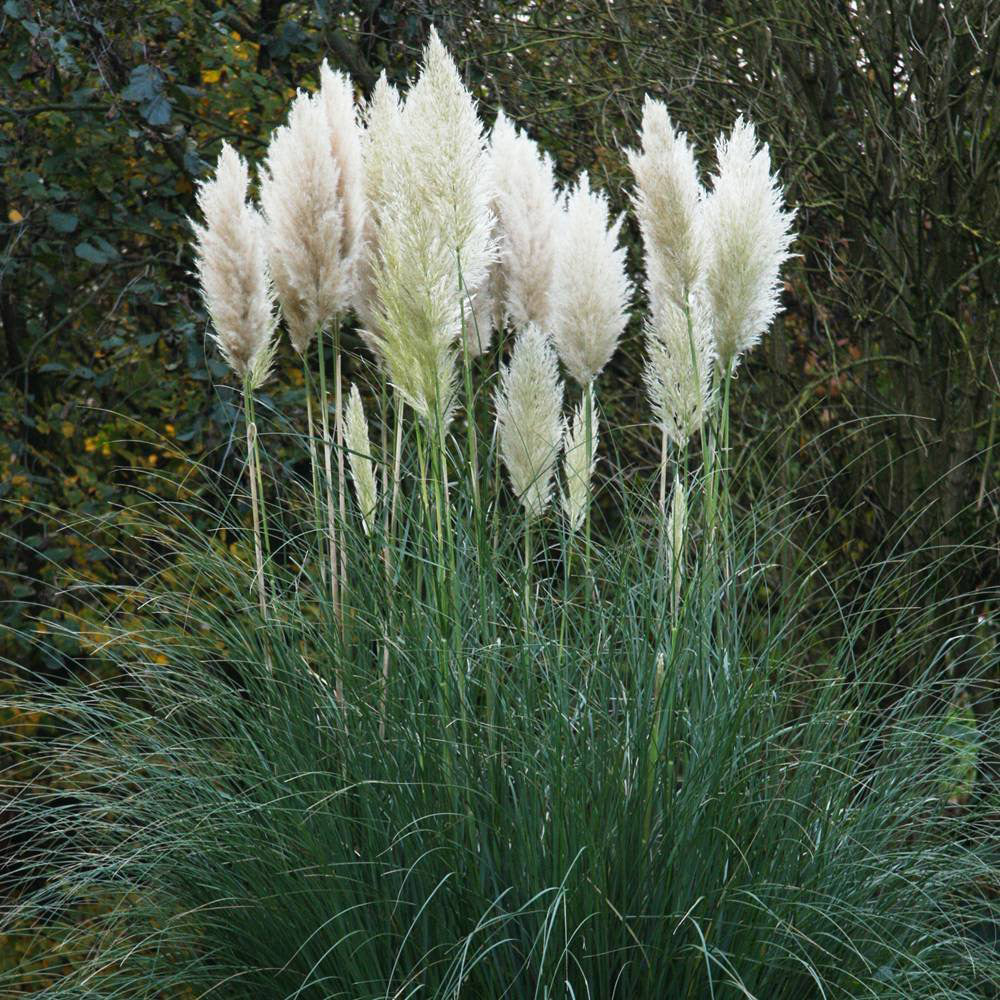 Pampas Flower seeds for Planting – Colorful Display, Heirloom, Non-GMO, High Germination Organic Garden Seeds