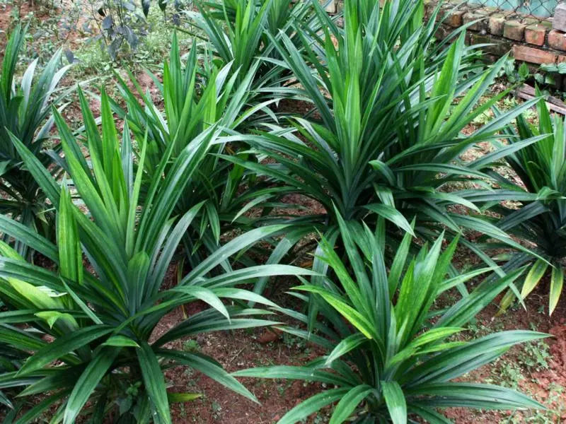 Pandan Herb Seeds for Planting – Heirloom, Non-GMO Culinary Seeds for Garden