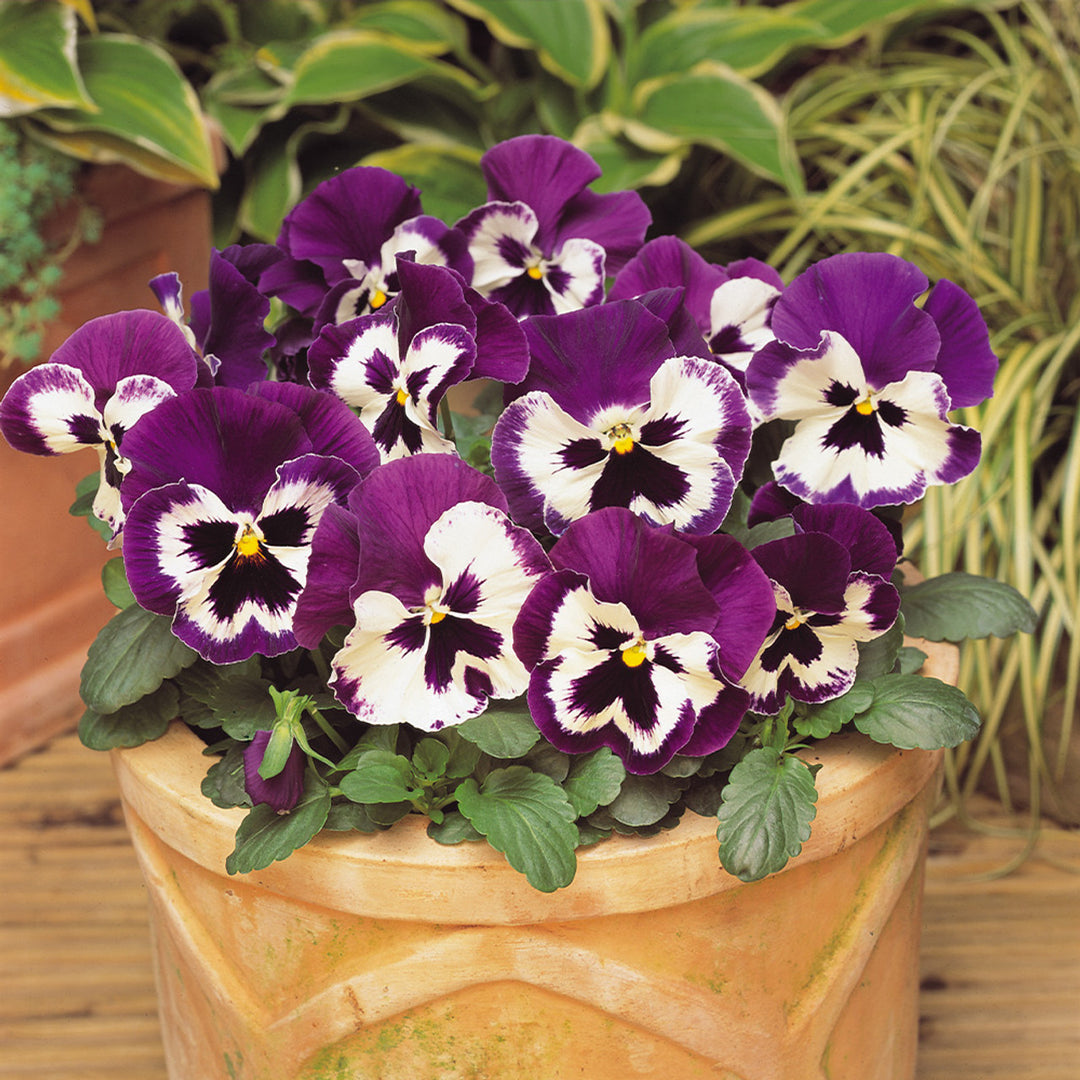 Violet White Pansy Flower Seeds for Planting – Heirloom, Non-GMO, Fragrant, High Germination