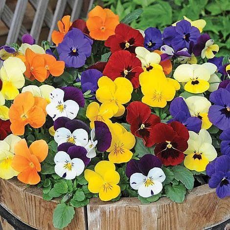 Mixed Colors Pansy Flower Seeds for Planting – Sun Loving Heirloom Non-GMO, High Germination Organic Garden Seeds