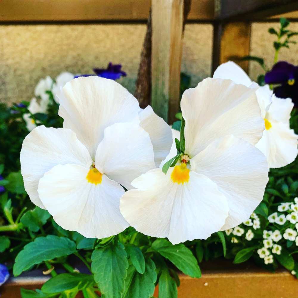 White Pansy Flower Seeds for Planting – Heirloom Non-GMO High Germination Organic Garden Seeds