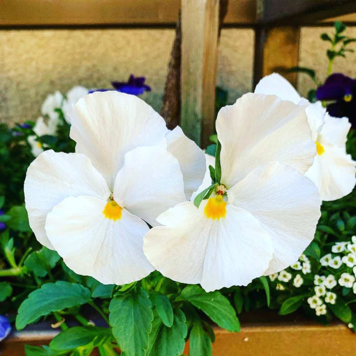 White Pansy Flower Seeds for Planting – Heirloom Non-GMO High Germination Organic Garden Seeds