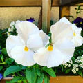 White Pansy Flower Seeds for Planting – Heirloom, Non-GMO, High Germination Garden Seeds