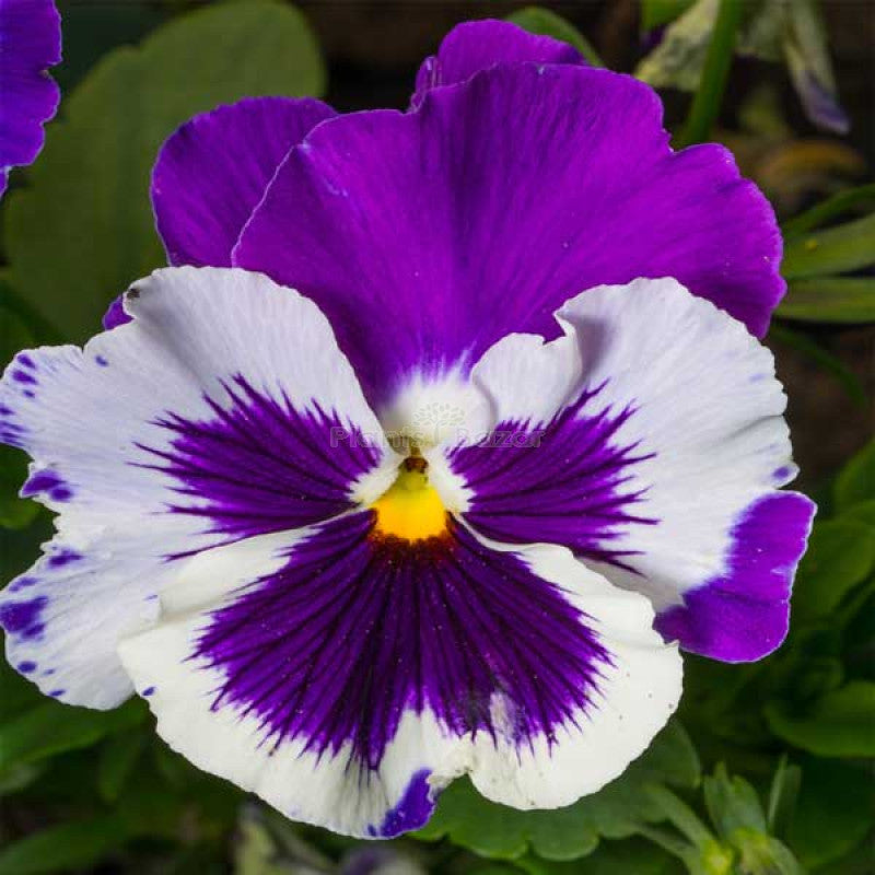 Pansy Flower Seeds for Planting - Violet & White, Heirloom, Non-GMO, High Germination Organic Garden Seeds Mix