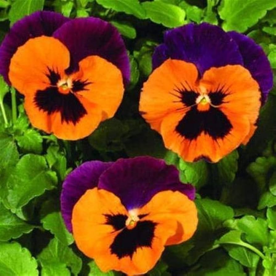 Pansy Flower Seeds for Planting, Violet & Orange - Heirloom, Non-GMO, High Germination Organic Garden Seeds Mix