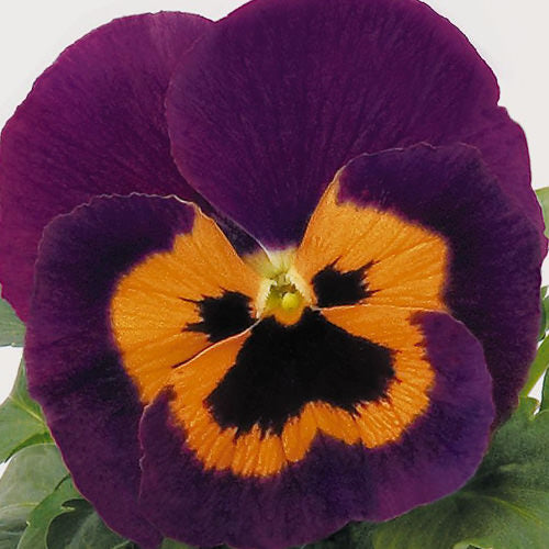 Pansy Flower Seeds for Planting, Violet & Orange - Heirloom, Non-GMO, High Germination Organic Garden Seeds Mix