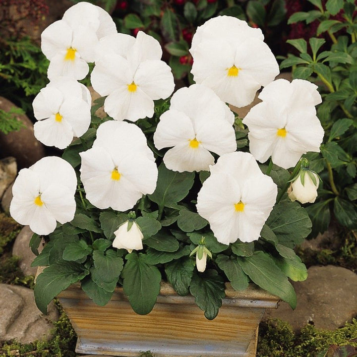 White Pansy Flower Seeds for Planting – Heirloom Non-GMO High Germination Organic Garden Seeds