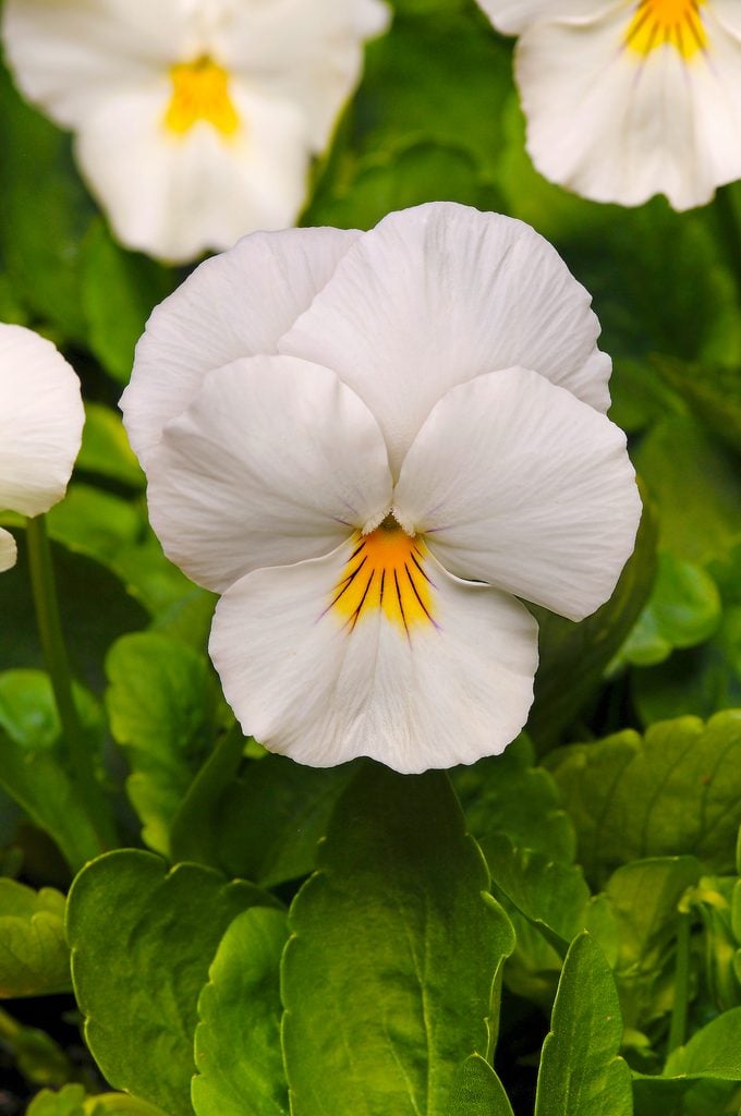 White Pansy Flower Seeds for Planting – Heirloom Non-GMO High Germination Organic Garden Seeds