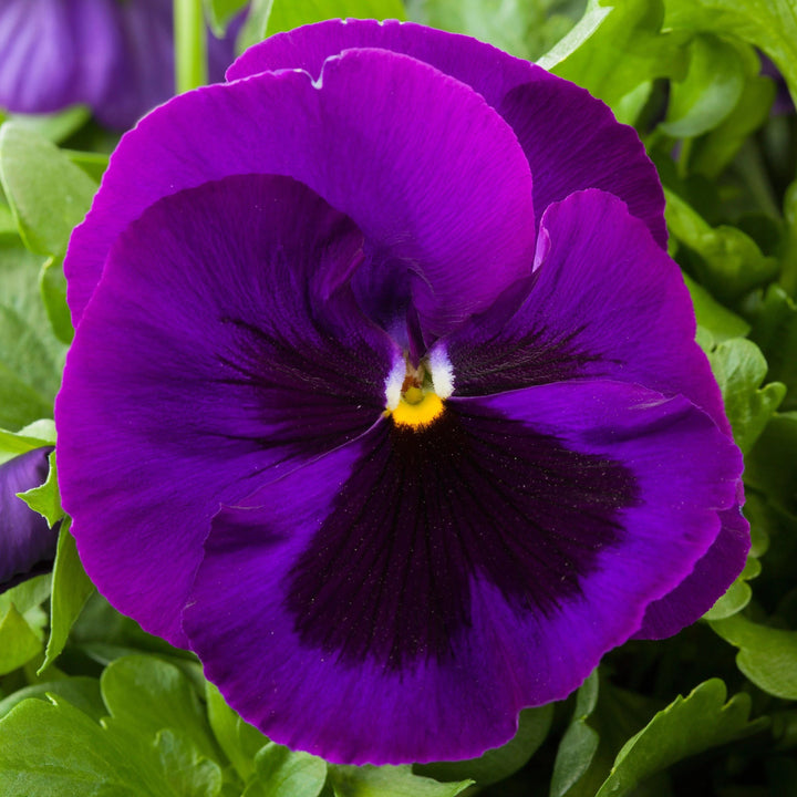 Purple Pansy Flower Seeds for Planting – Heirloom, Non-GMO, Easy to Grow, High Germination