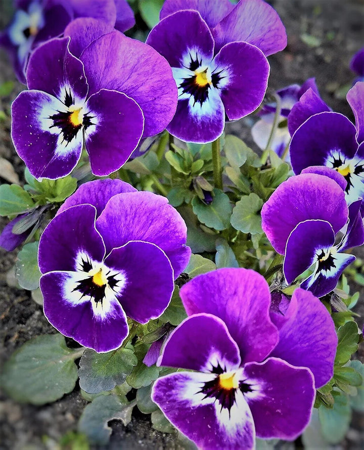 Violet Pansy Flower Seeds for Planting – Heirloom Non-GMO, High Germination Organic Garden Seeds