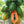 Yellow-Green Papaya Fruit Seeds – Heirloom, Non-GMO Seeds for Sweet Tropical Papaya Planting