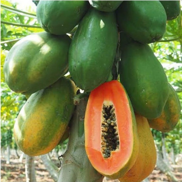 Yellow-Green Papaya Fruit Seeds – Heirloom, Non-GMO Seeds for Sweet Tropical Papaya Planting