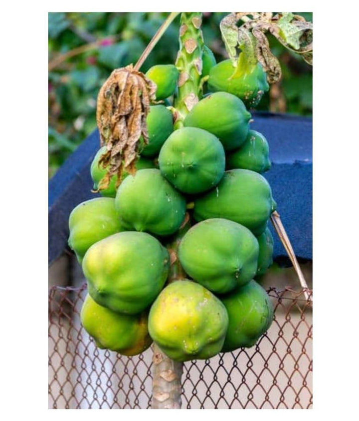 Honey Dew Papaya fruit seeds for planting – Heirloom & Non-GMO aromatic hybrid garden seeds