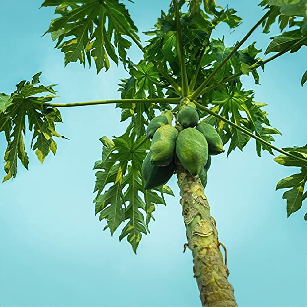 White Papaya Fruit seeds – Heirloom, Non-GMO Seeds for Growing Tropical Fruit Trees at Home