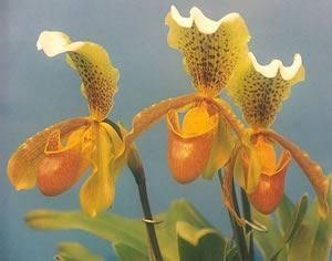 Orange Paphiopedilum Flower Seeds for Planting – Heirloom Non-GMO, High Germination Organic Garden Seeds