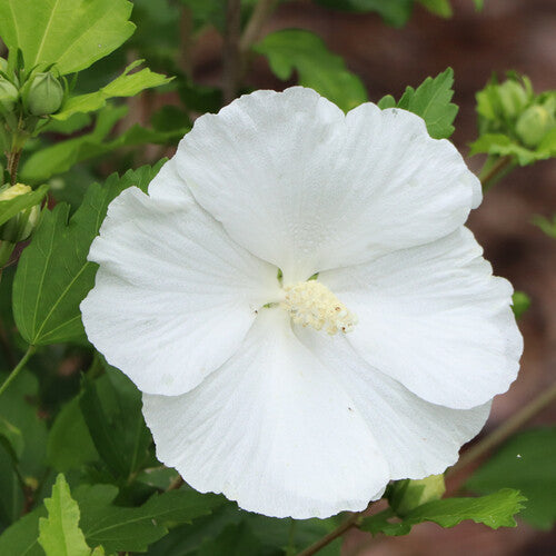 White Sharon Rose Flower Seeds for Planting – Heirloom Non-GMO, High Germination Organic Garden Seeds