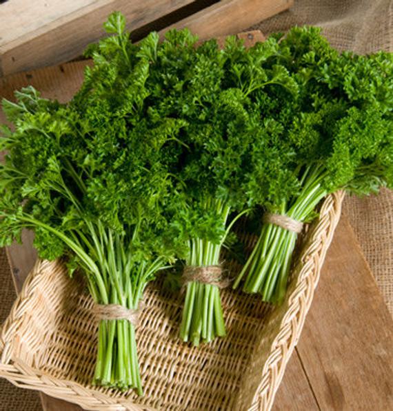 Parsley Flower Seeds – Heirloom Non-GMO for Cottage Garden Planting