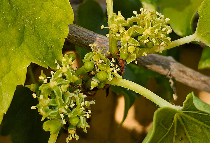 Parthenocissus Tricuspidata Flower Seeds for Planting | Heirloom Non-GMO Organic Garden Seeds
