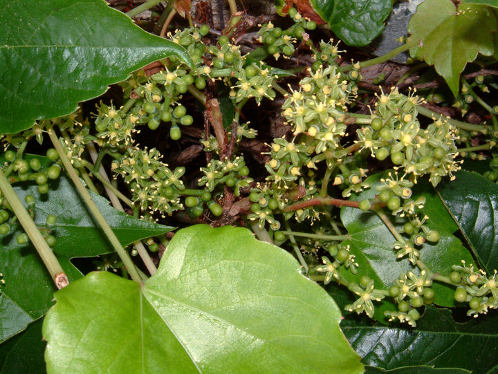 Parthenocissus Tricuspidata Flower Seeds for Planting | Heirloom Non-GMO Organic Garden Seeds