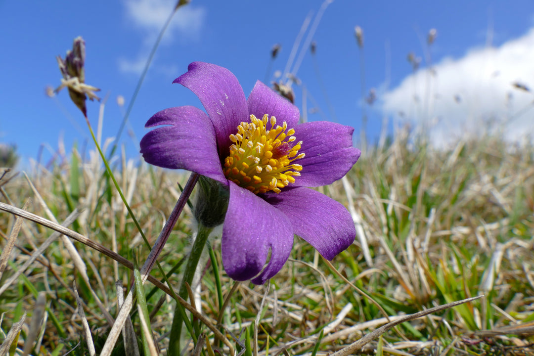 Pasque Flower Seeds for Planting – Heirloom Non-GMO, High Germination Organic Garden Seeds for Home Garden