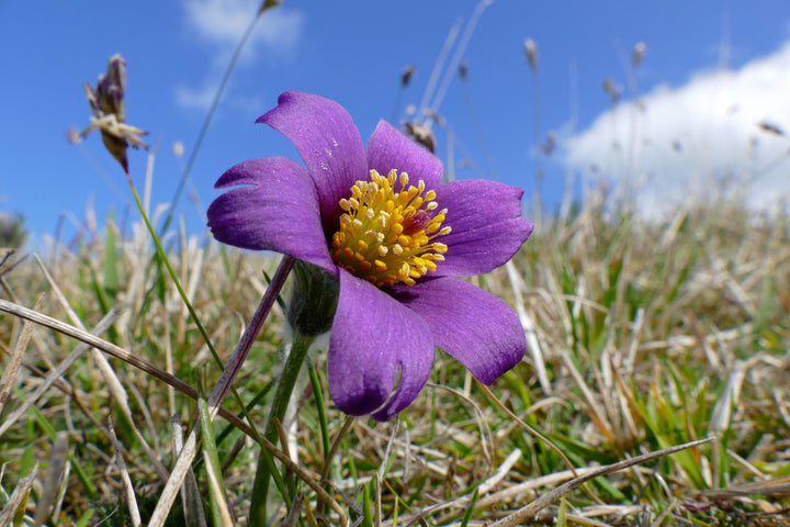 Pasque Flower Seeds for Planting – Heirloom Non-GMO, High Germination Organic Garden Seeds for Home Garden