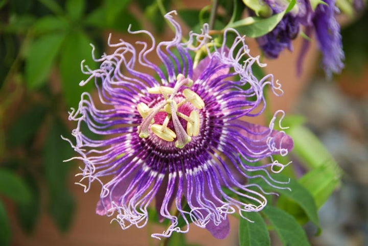 Yellow Violet Passion Flower Seeds for Planting – Compact Growth, Heirloom, Non-GMO Home Garden